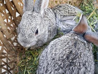 《圣兽之王》“交流心得篇”预告 3月8日发售